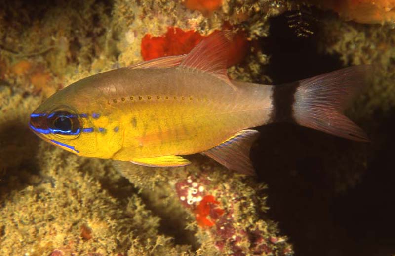 Apogon aureus (Pesce cardinale dall'anello)